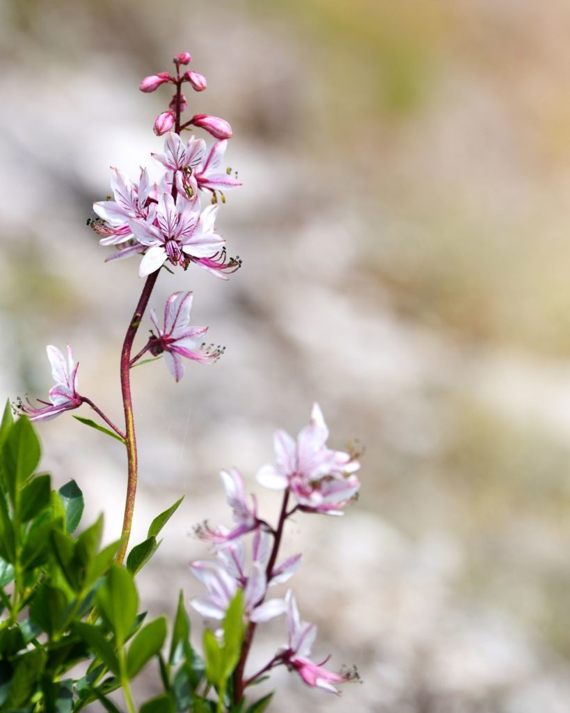 dittany greek herb