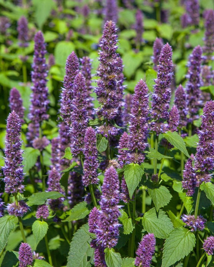 anise greek herb