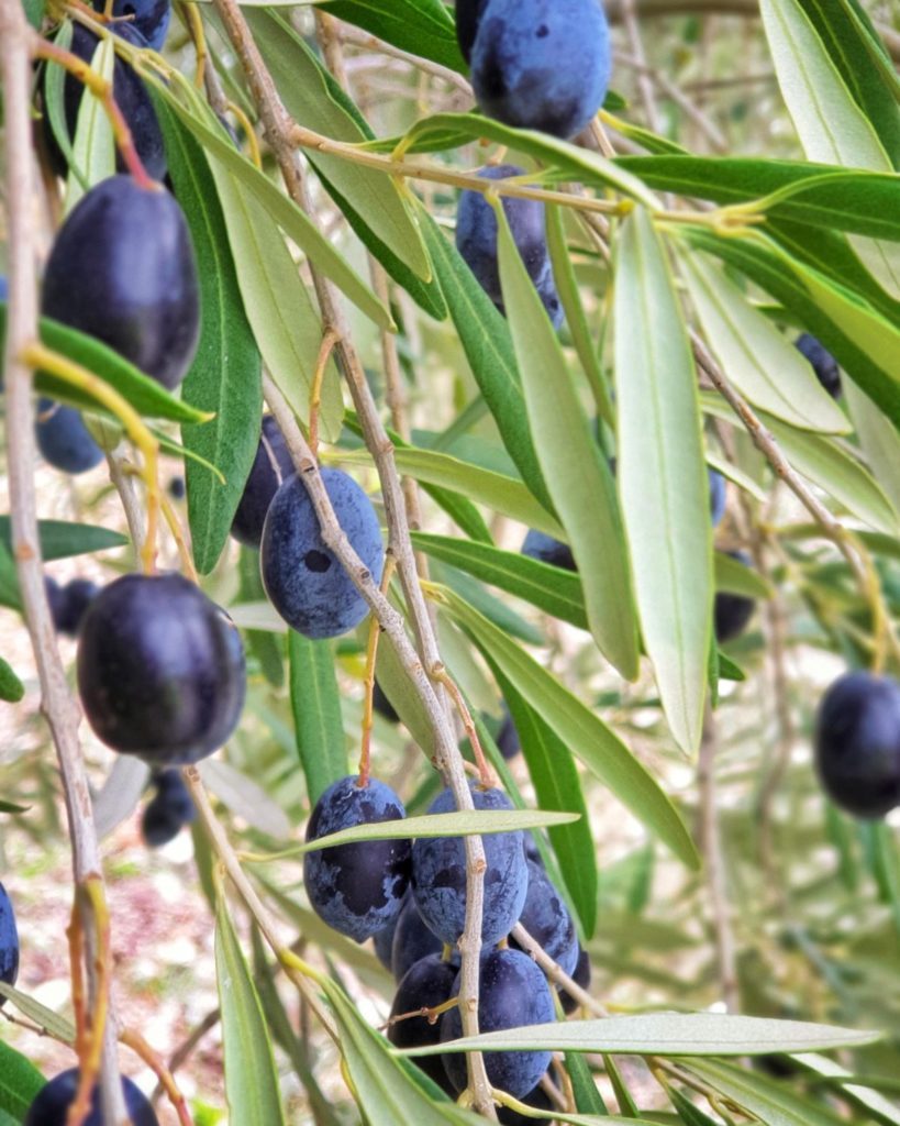 kalamata olives from Greece